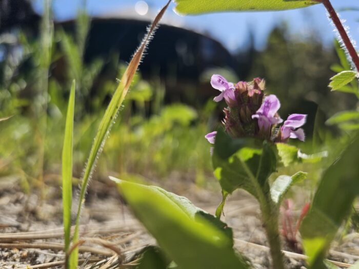 Prunella vulgaris