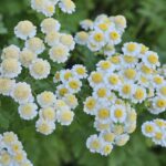 feverfew_early_blooms_coming_up_rainbows