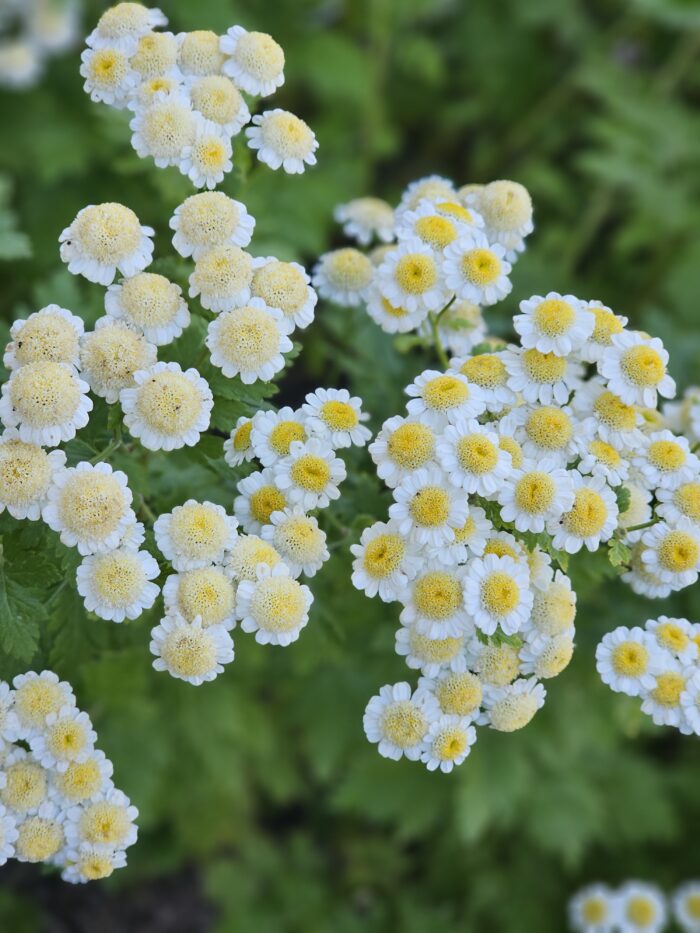 Feverfew early blooms