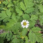 feverfew_leaves_coming_up_rainbows