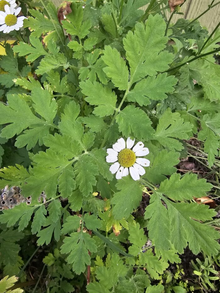Feverfew Leaves and one bloom