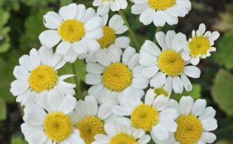 Feverfew in bloom