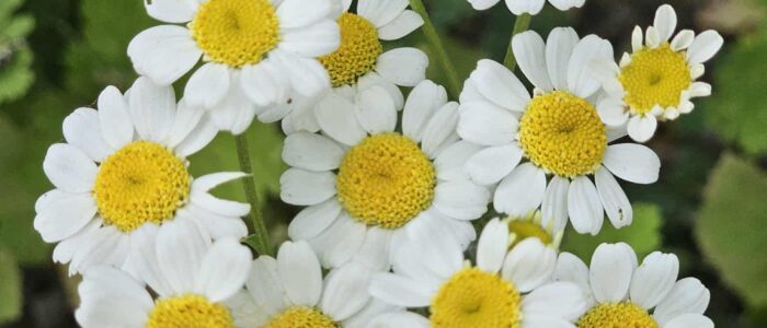 Feverfew in bloom