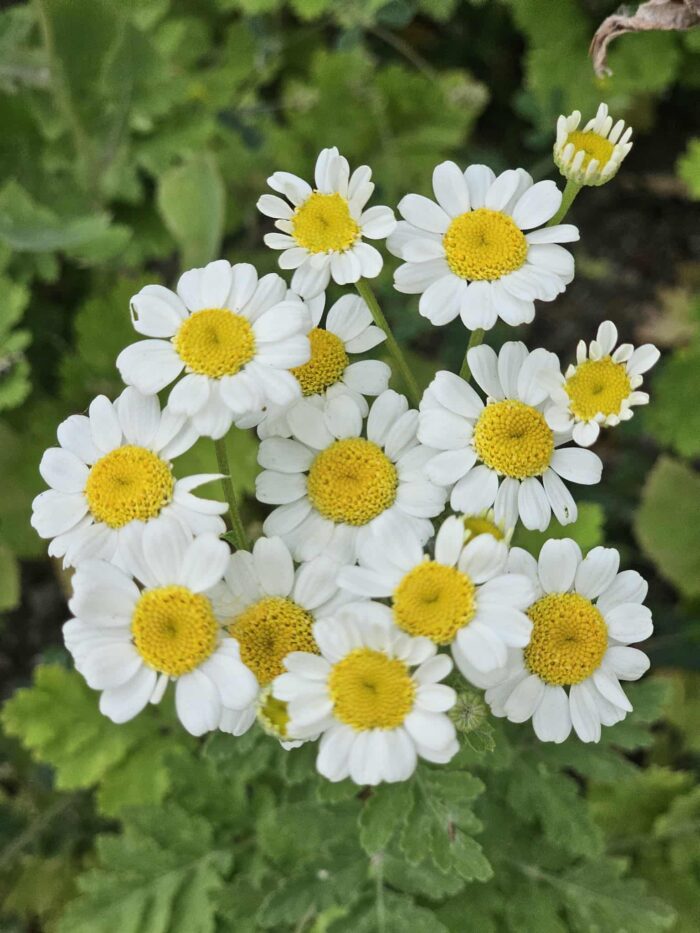 Feverfew in bloom