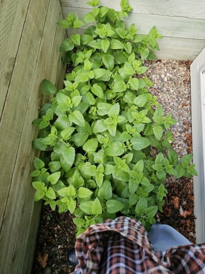 lemon balm growing