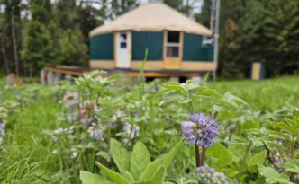 Ballhead Waterleaf and a yurt