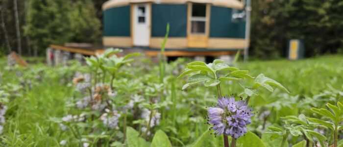 Ballhead Waterleaf and a yurt