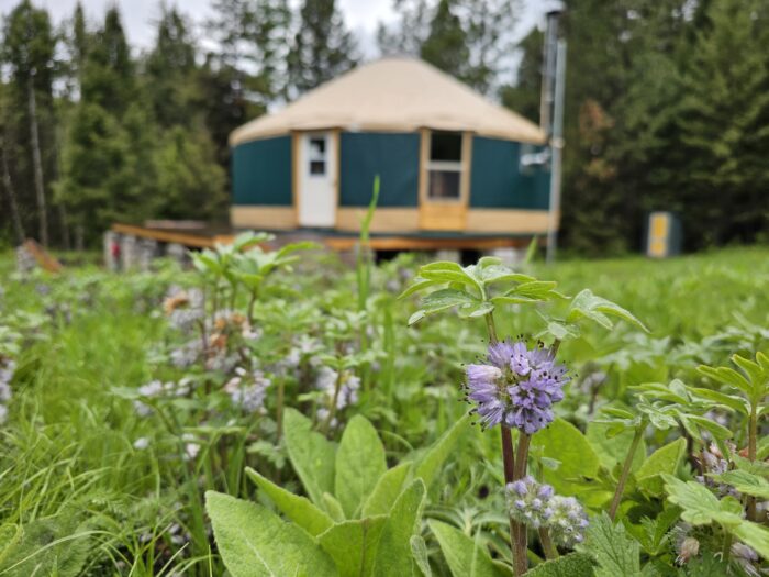 Ballhead Waterleaf and a yurt