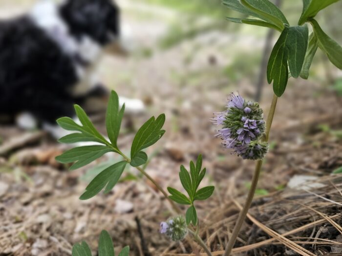 Ballhead waterleaf and my dog Gertie