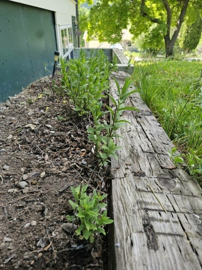 mint growing