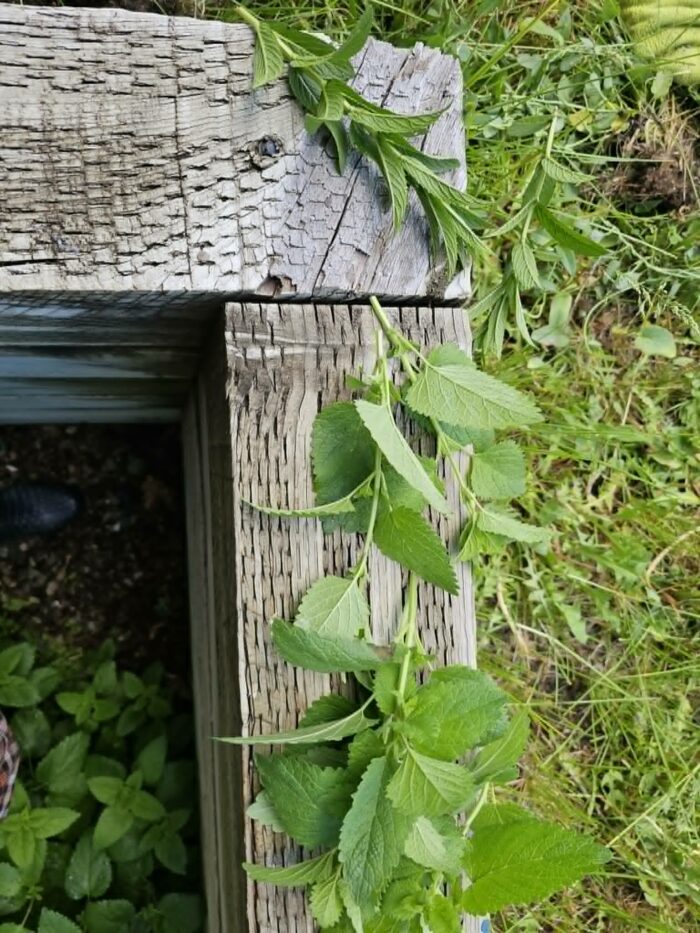 mint and lemon balm