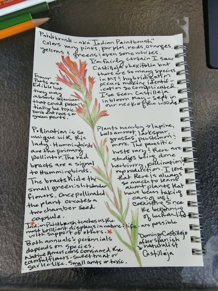 Nature Journal Entry Paintbrush