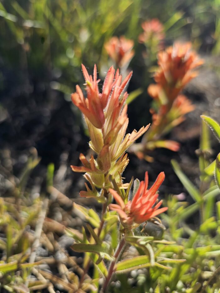 Light Orange Paintbrush