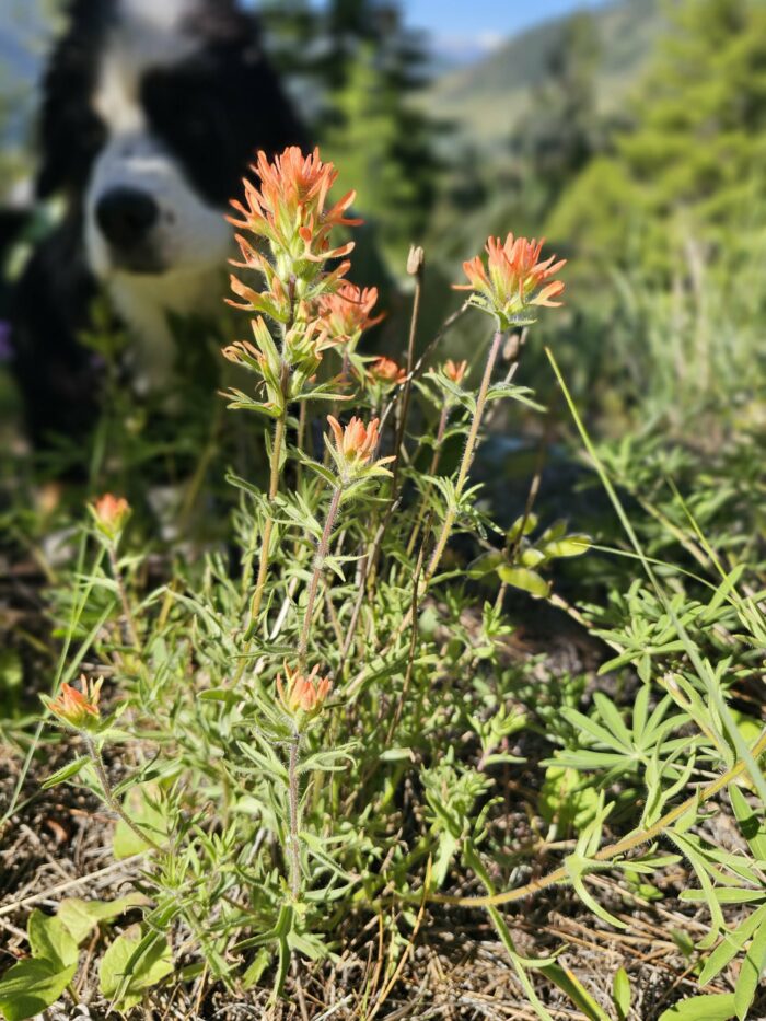 Indian Paintbrush and a Puppy