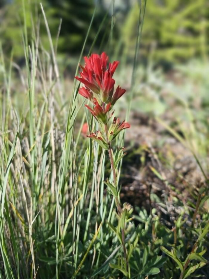 Bright Red Bracts of Paintbrush