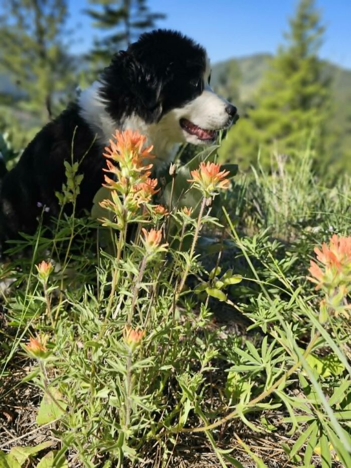 Gertie and Paintbrush