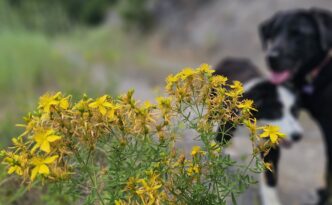 Dogs and St. John's Wort