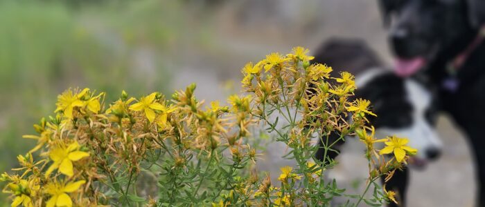 Dogs and St. John's Wort