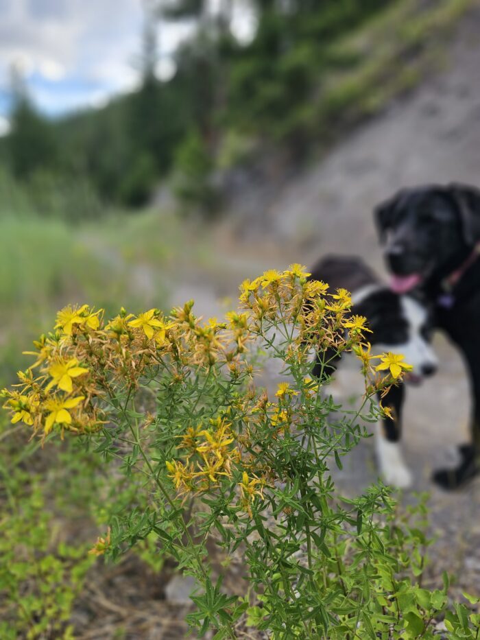Dogs and St. John's Wort