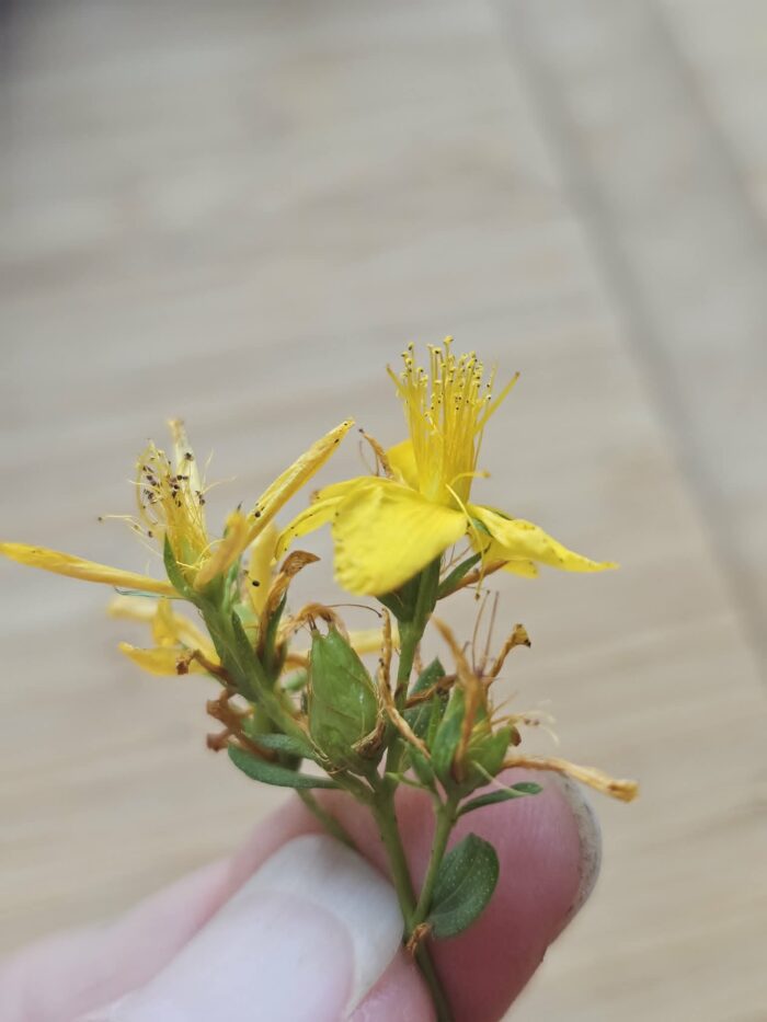 St. John's Wort Stamens