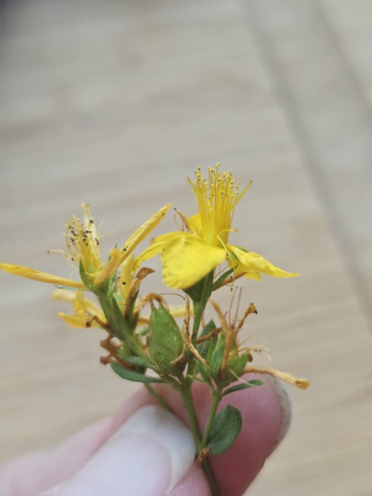 St. John's Wort Stamens