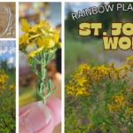 st. john’s wort