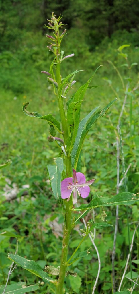 fireweed in bloom