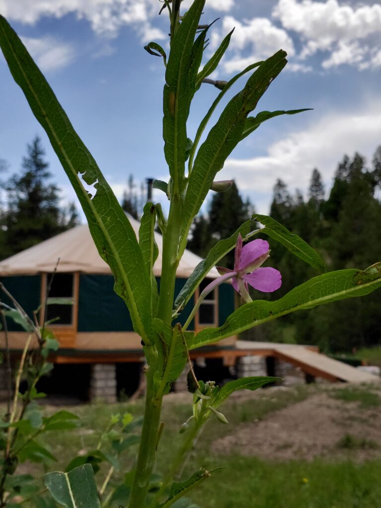 fireweed flower and leaves at the yurt