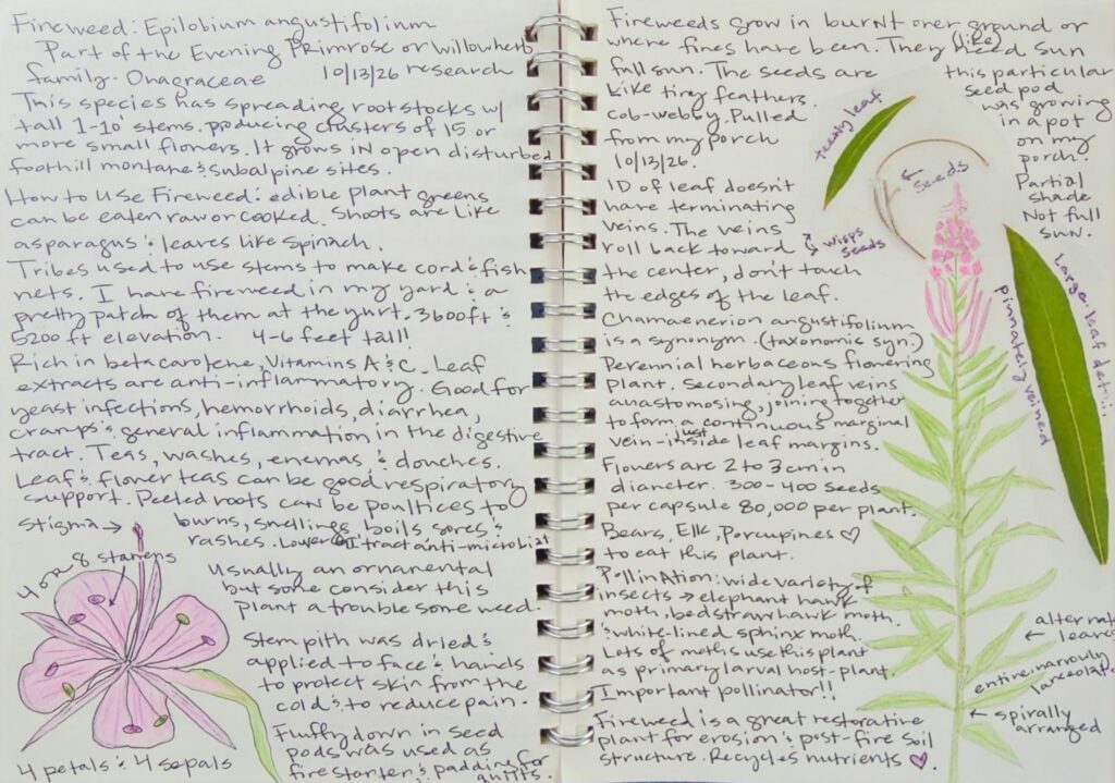 Journal Entry Fireweed